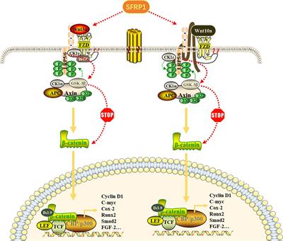 SFRP1 Negatively Modulates Pyroptosis of Fibroblast‐Like Synoviocytes in Rheumatoid Arthritis: A Review